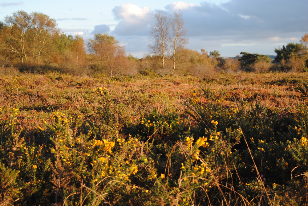 Landes dans les monts d’Arrée. Les landes couvraient le tiers de la Bretagne, soit un million d’hectares au début du XIXe siècle. C’était le principal habitat du loup - Photo F. de Beaulieu