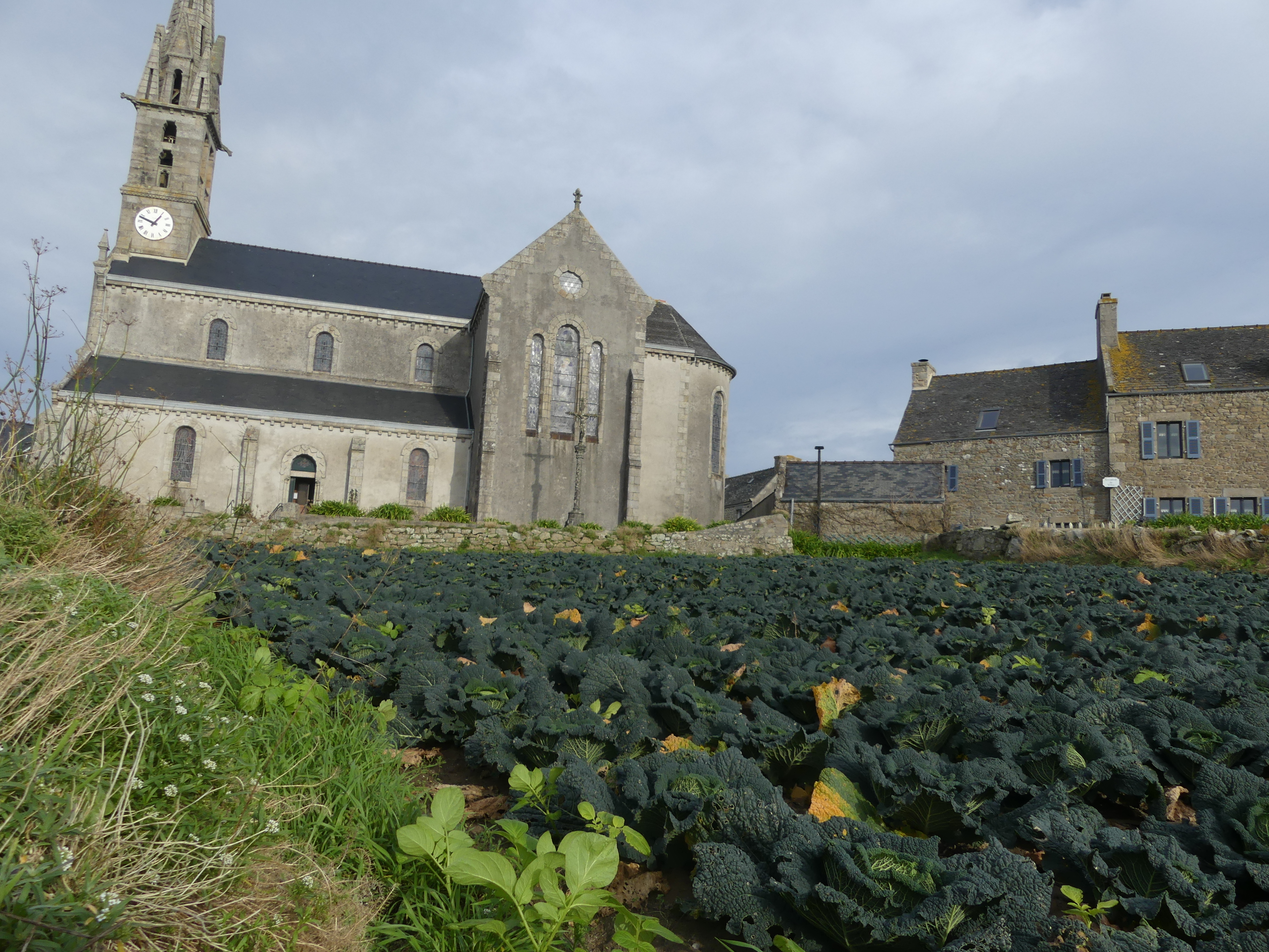 Champ de choux dans le bourg de l'île de Batz. Crédit photo : RAIA.