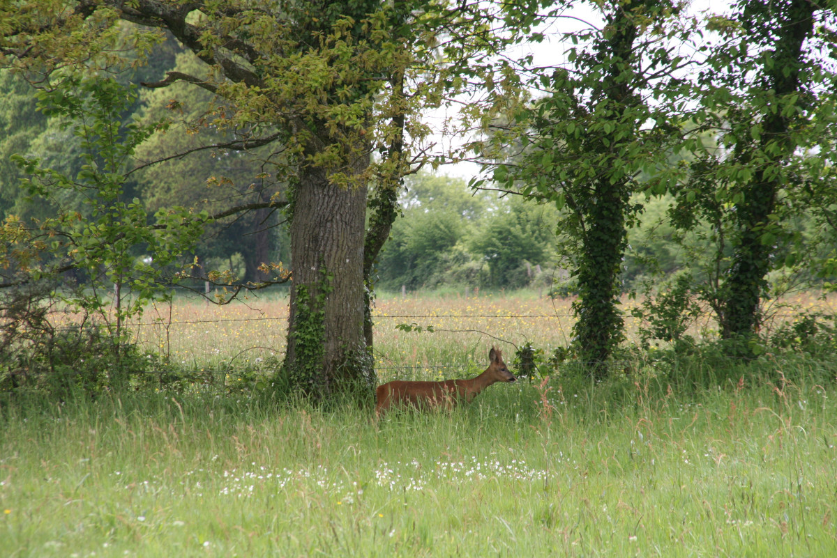 Le chevreuil utilise activement le réseau de haies pour se déplacer au sein du bocage. Photo Alain Butet.