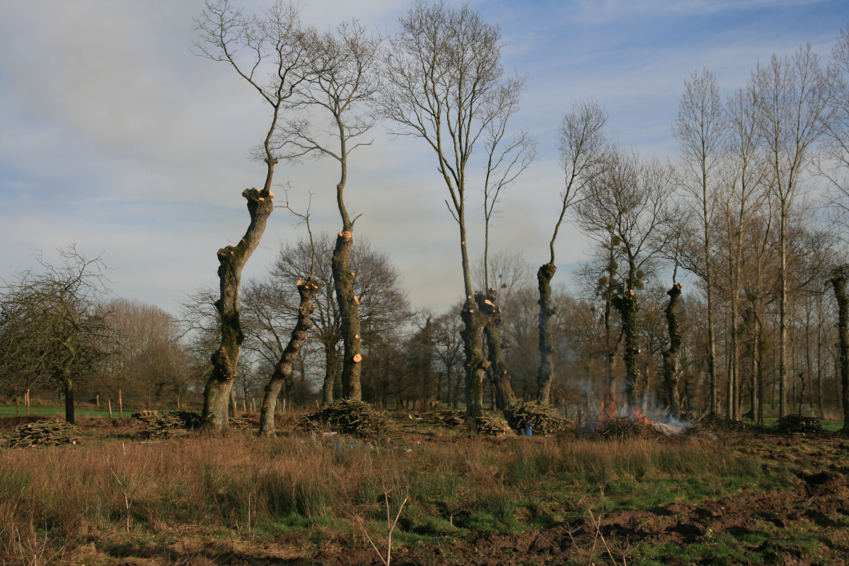 Emondage d’une haie dans le bocage breton avec maintien de « tires-sève » pour activer la repousse de rejets. Photo Alain Butet.