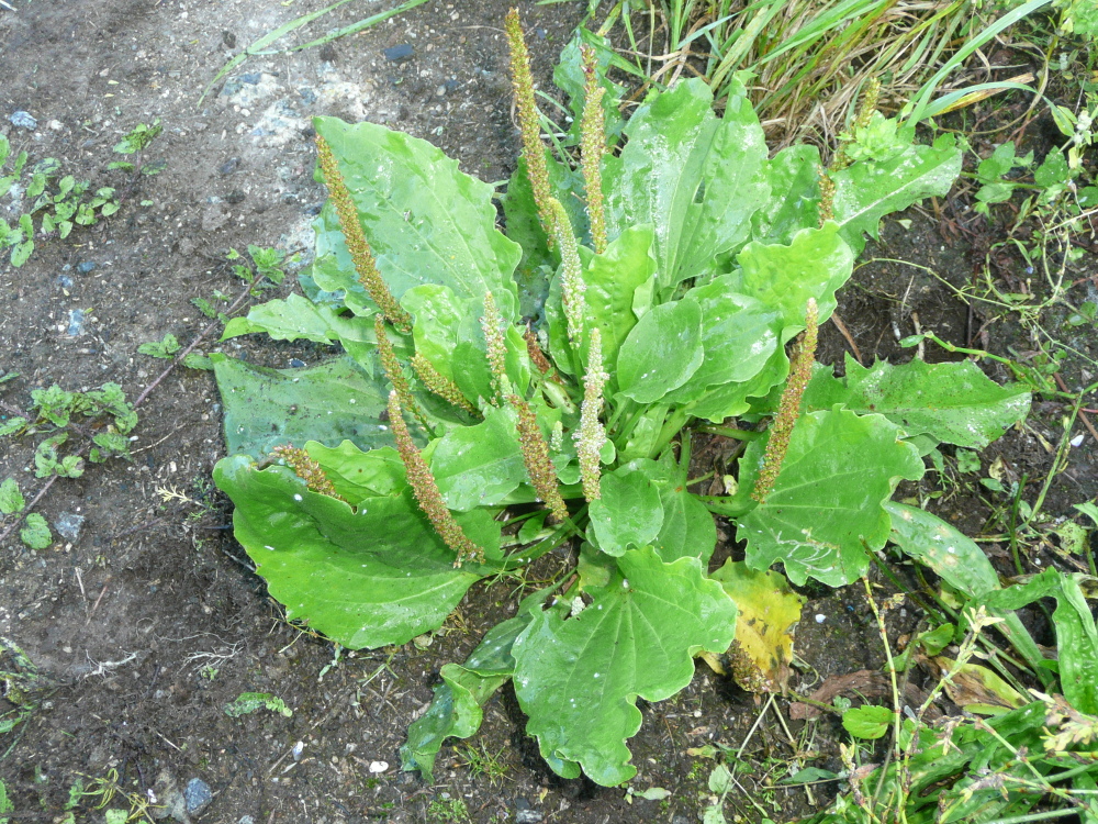 Plantain majeur - Plantago major - Laurent Gall