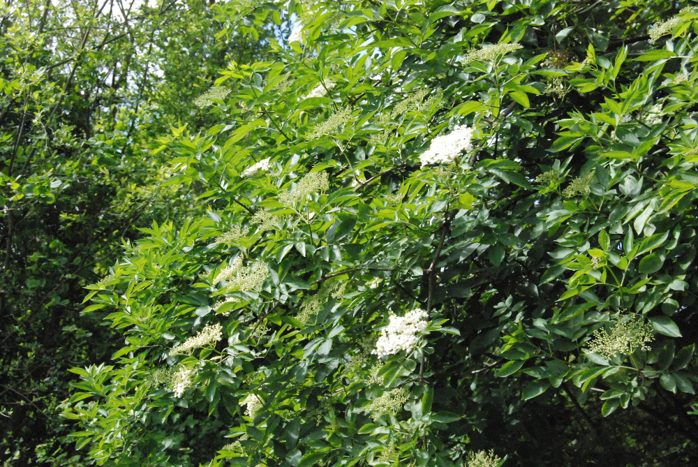 Sureau en début de floraison - Maëlle Mériaux