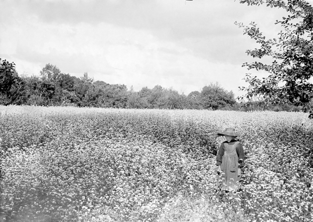 Champ de Sarrasin. photographie des frères Charles et Paul Géniaux. Musée de Bretagne:  2013.0008.81.