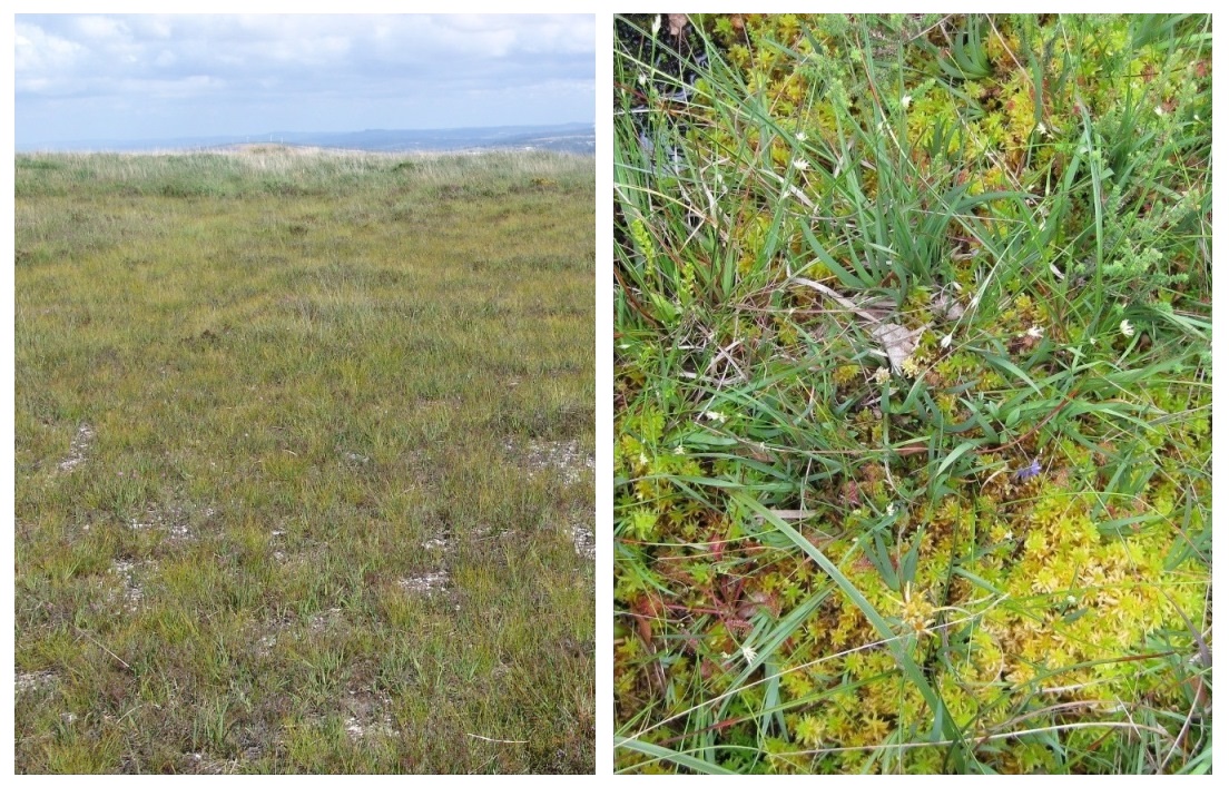 Photo 1 : Lande humide à bruyère à quatre angles et trichophore germanique – sommet du Roc’h Cléguer – Monts d’Arrée (29). Photo 2 : Lande tourbeuse à bruyère à quatre angles, narthécie et sphaignes – Trédudon-Le Moine – Monts d’Arrée (29). Crédit : Bernard Clément.