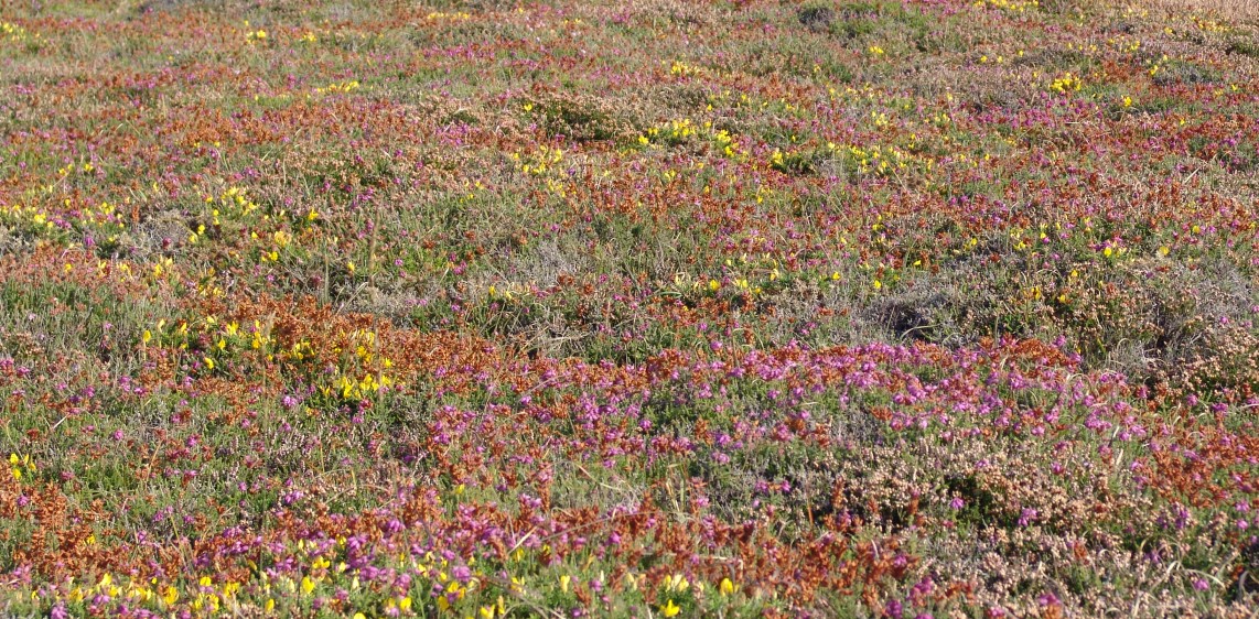 Lande peu humide à bruyère ciliée et ajonc de Le Gall – site du cap Fréhel (22). Crédit : Bernard Clément.