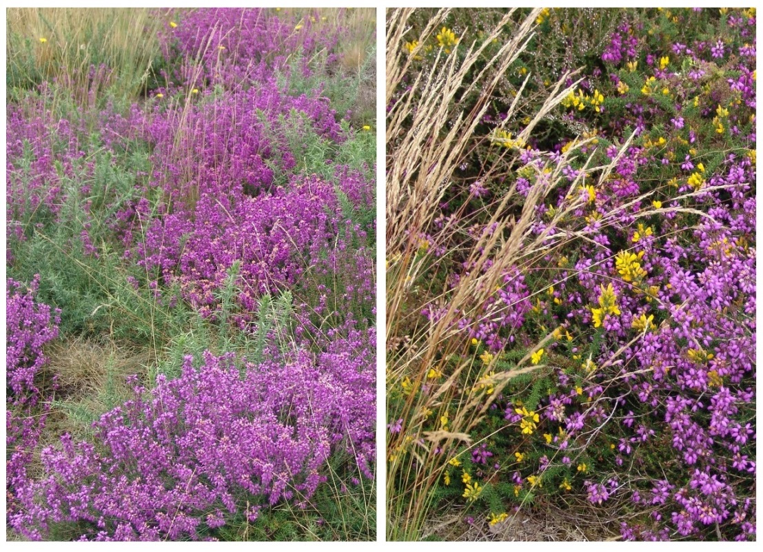 Photo 1 : Lande sèche à bruyère cendrée et ajonc d’Europe – site mégalithique de Cojoux (35). Photo 2 : Lande sèche à bruyère cendrée, ajonc de Le Gall et agrostide de Curtis – site des Monts d’Arrée (29). Crédit : Bernard Clément.