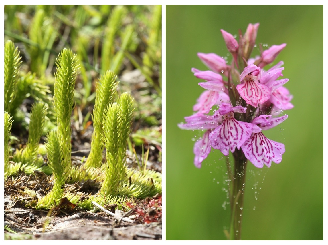 Photo 1 : Lycopode inondé. Photo 2 : Orchis tacheté. Crédit : Emmanuel Holder.