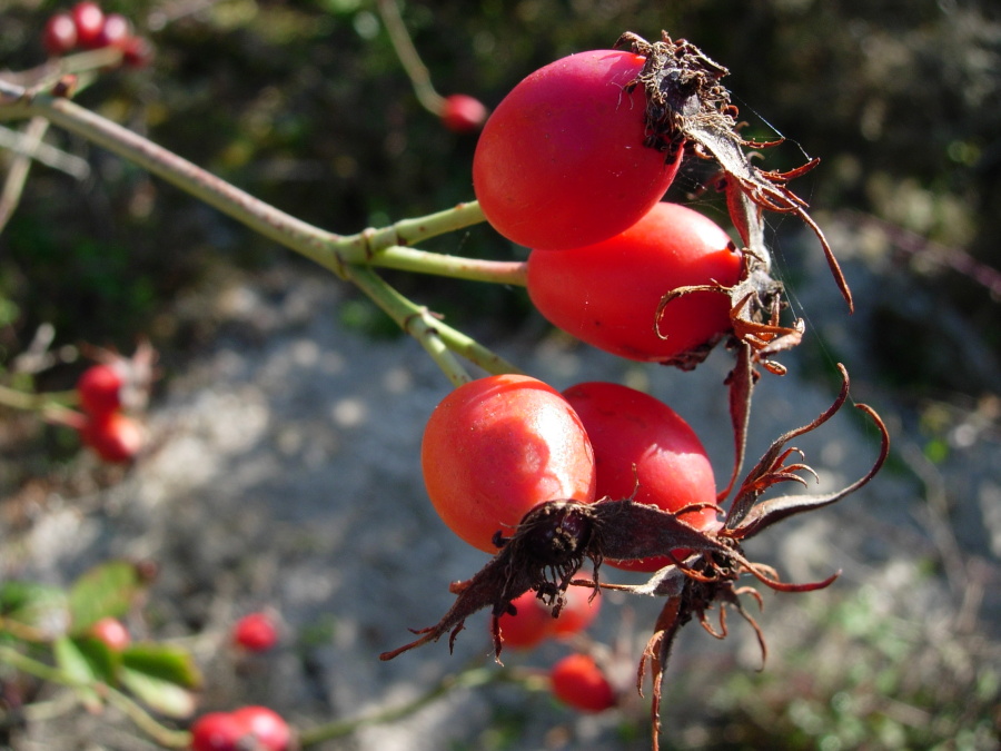 Fruit de l’églantine contenant le poil à gratter - © Daniel Giraudon