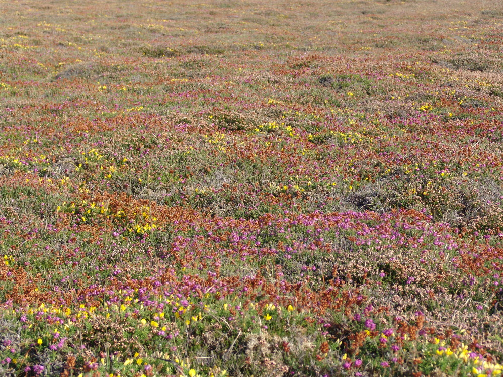 Un exemple de lande au sens restreint : la lande fraiche à bruyère ciliée et ajonc de Le Gall - photo : Bernard Clément