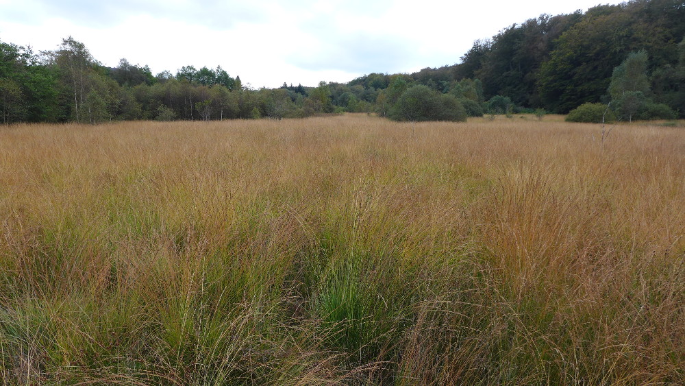 Prairie à molinie ou guinche généralement intégrée aux landes en raison de son usage - photo : Bernard Clément