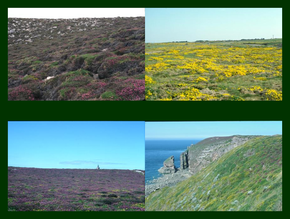 Panorama de 4 types de landes littorales à bruyères intégrées dans le réseau Nature 2000 - Photo : Bernard Clément