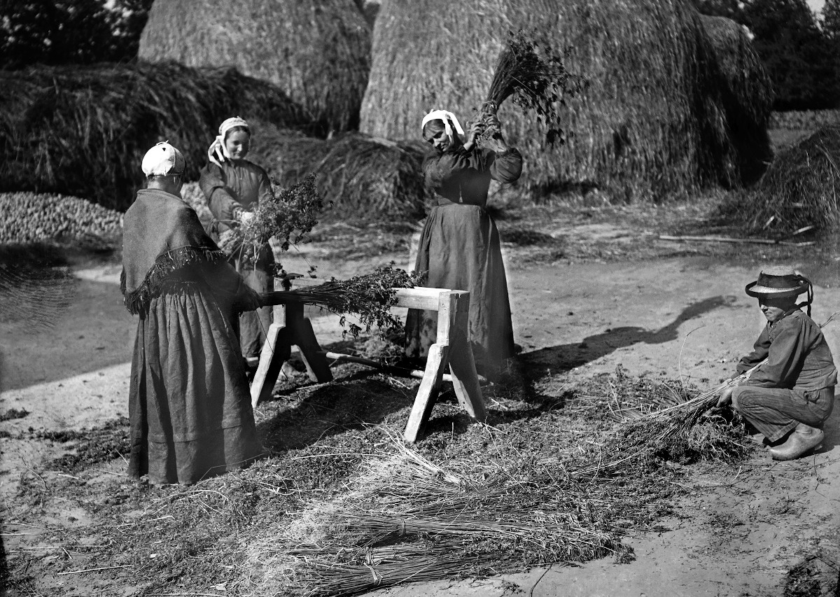 Three women threshing female hemp plants, hitting the little bundles on the threshing beam in order to collect the seeds. Photographed by Charles Géniaux. Musée de Bretagne : 2013.008.28