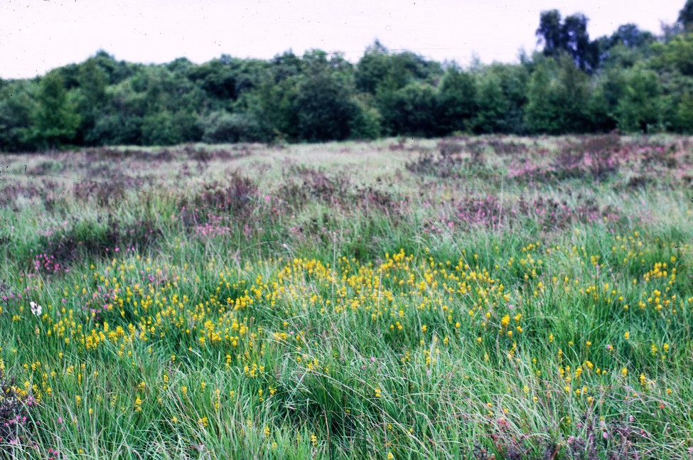 Tourbière de pente des Monts d’Arrée. Au cœur, la communauté à Narthécie entourée de la lande tourbeuse à Bruyères - Photo Bernard Clément