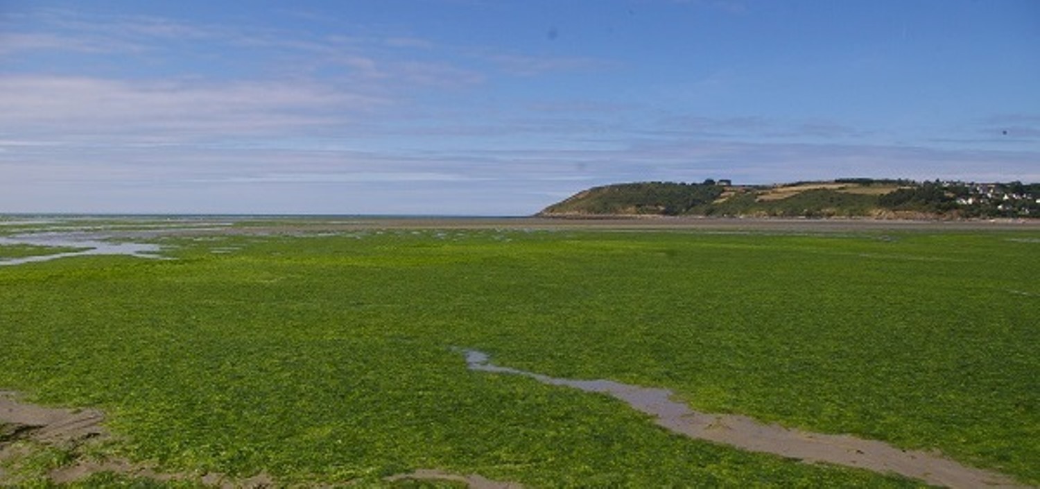 Marée verte en baie de Lannion - © Eau et rivières de Bretagne