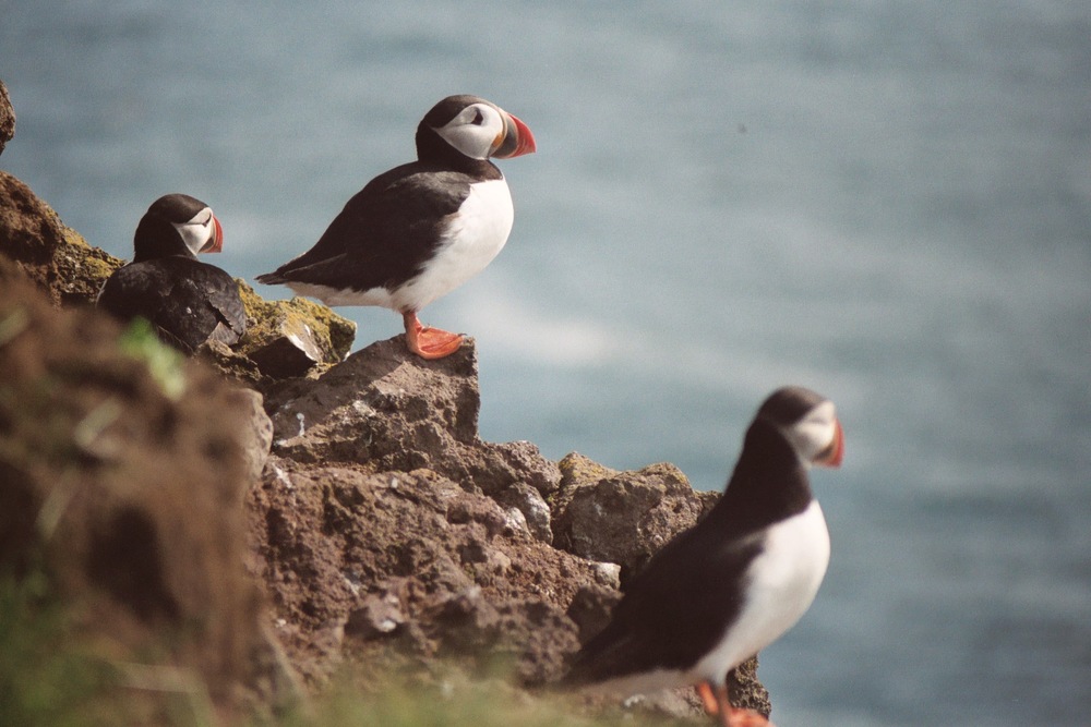 Macareux - La photographie a été prise en juillet 2004 par Johann Dréo (nojhan) en Islande, du haut des falaises du Látrabjarg (Wikimédia)