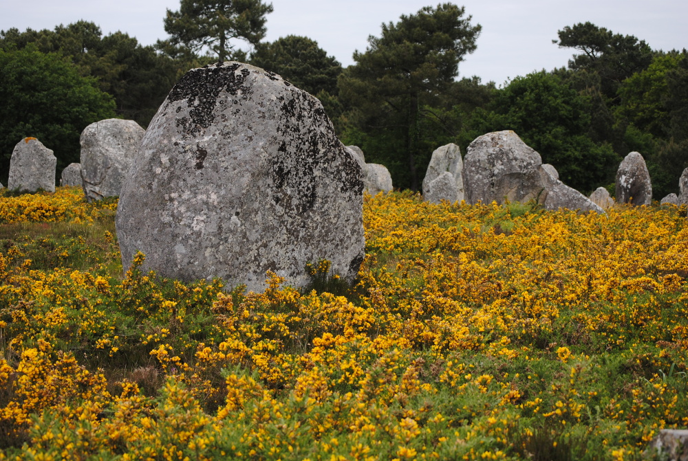 Menhirs dans la lande à Carnac, photo F. de Beaulieu - Les alignements de Carnac occupent, probablement depuis leur construction, un bel ensemble de landes. La surfréquentation a failli faire disparaître ce paysage et même déstabiliser les menhirs. Des clôtures et du pâturage extensif ont permis une restauration remarquable.