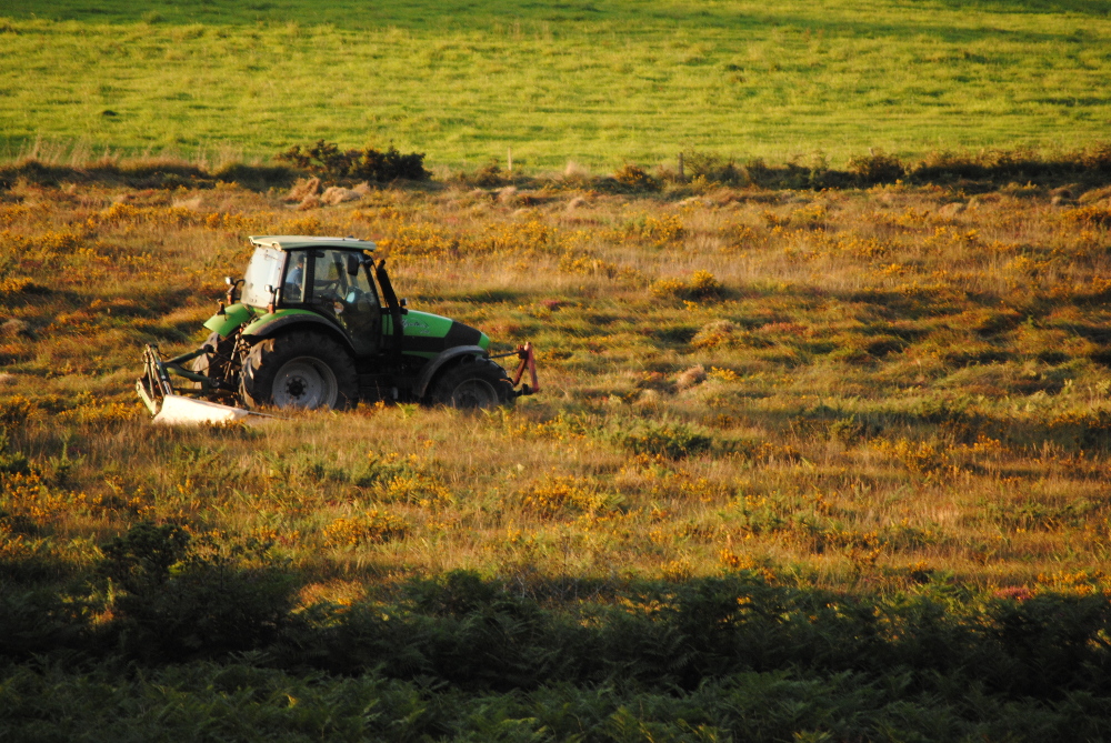 Fauche de la lande dans les monts d’Arrée en 2014. Photo F. de Beaulieu - Le maintien de la fauche des landes est un enjeu important pour le maintien de pratiques agricoles durables, la lutte contre les incendies, le fonctionnement écologique de ce milieu.