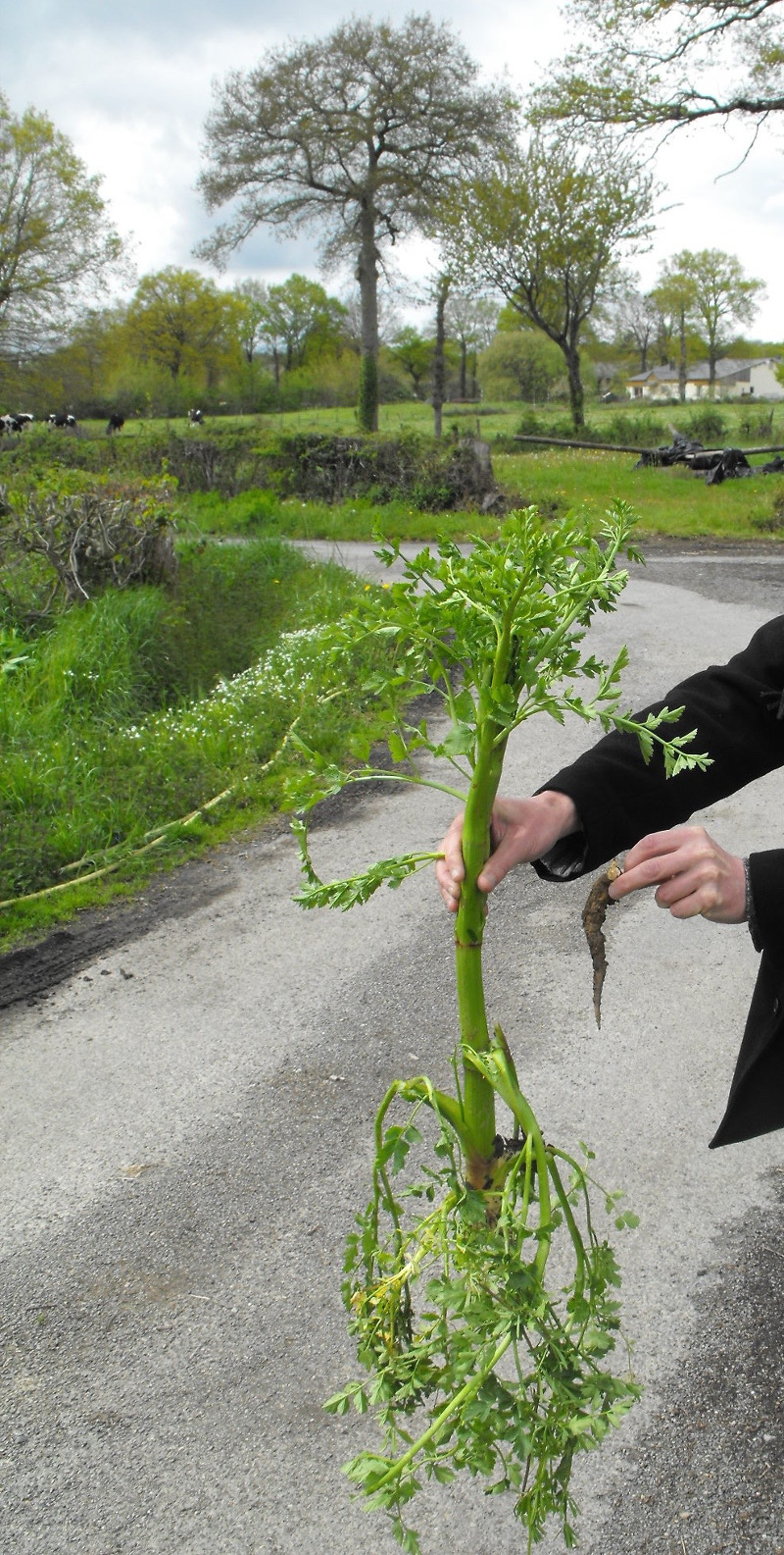 Œnanthe safranée, dont la racine est toxique. Cette plante pousse dans les prairies humides notamment et peut causer la mort des bêtes qui en mangent. Photographie : La Liètt