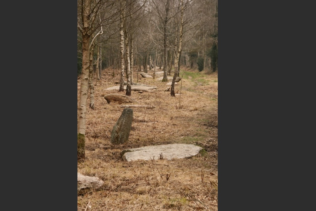 Alignements de Kornevec (Camors). Crédit : Philippe Gouezin.