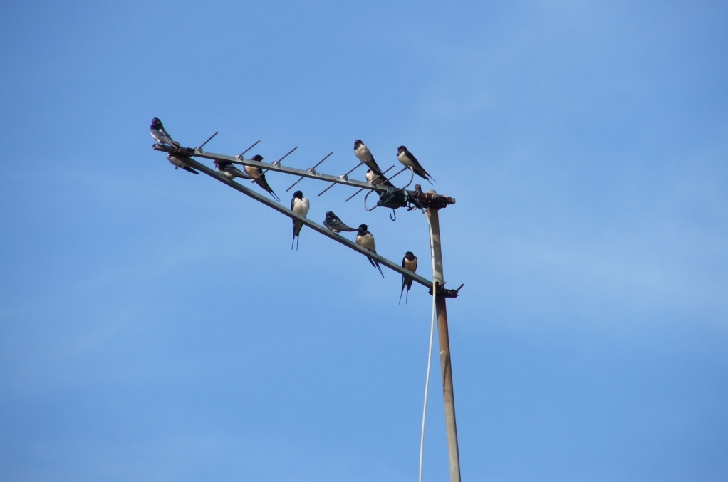 Gwennilied o heoliañ war rastell an tele (foto Daniel Giraudon)