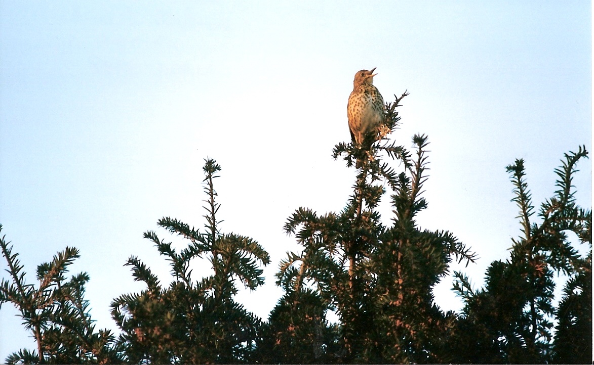 An drask (foto Jacques Dervilly)