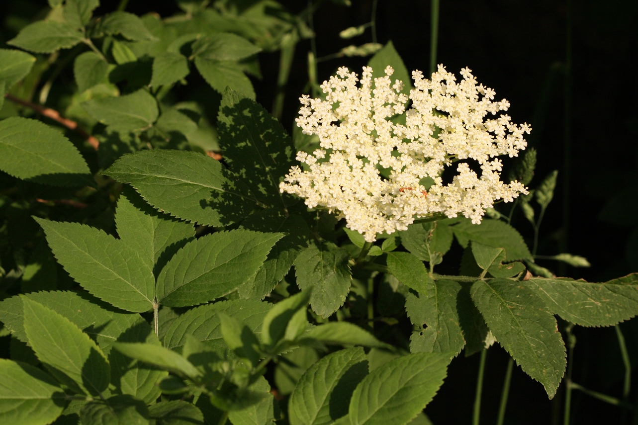 Le sureau (Sambucus nigra) : ses fleurs sont récoltées le jour de la Saint-Jean à midi ou encore entre les deux Fêtes-Dieu. Elles serviront à faire des tisanes pour soigner les problèmes de peau. © Christophe Auray – Tous droits réservés.