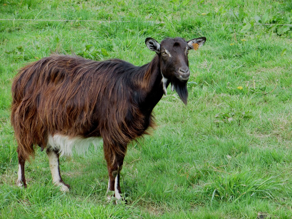 Gavr ar C‘hleuzioù. Foto gant Kevredad Gouennoù loened Breizh