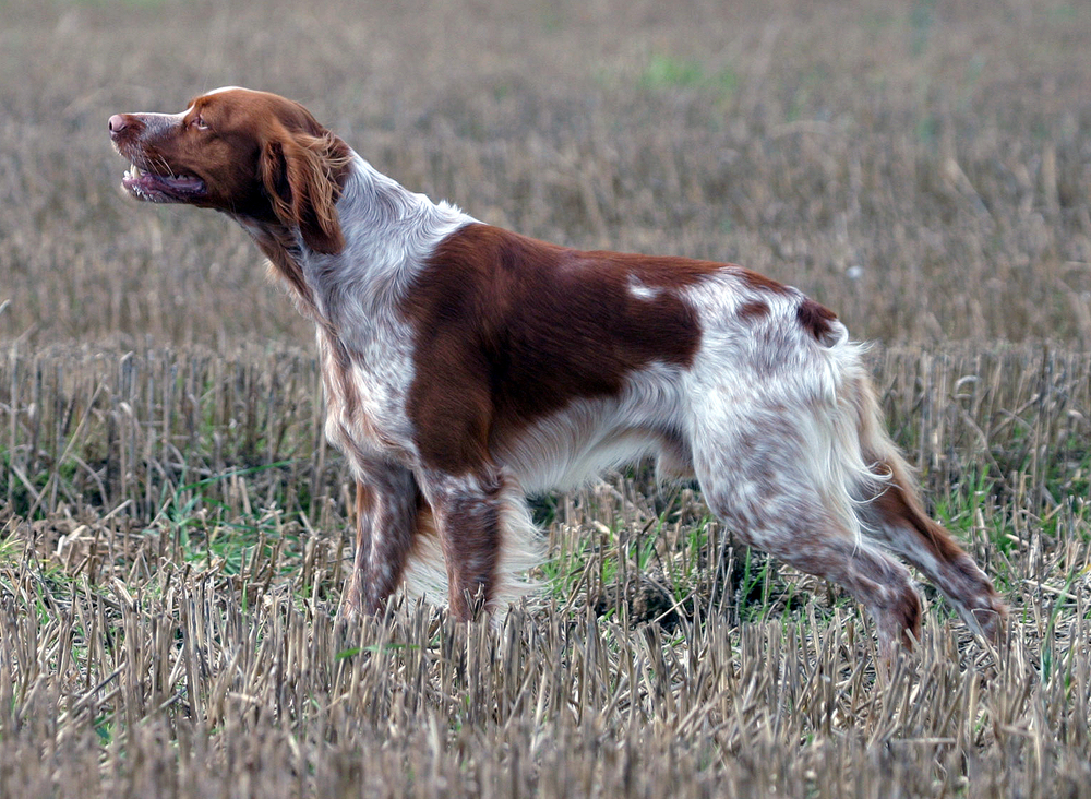 Epagneul breton à l'arrêt sur perdreaux - photo : Wikimedia - JL Goasdoue