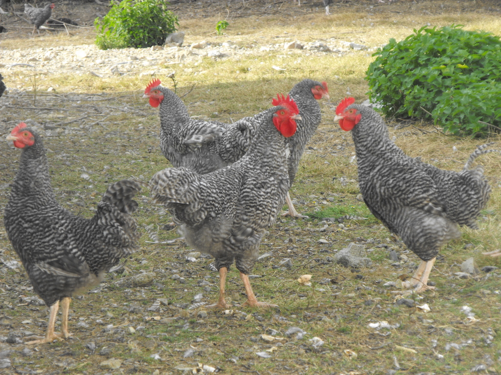 Yer-koukoug Roazhon. Foto gant Kevredad Gouennoù loened Breizh