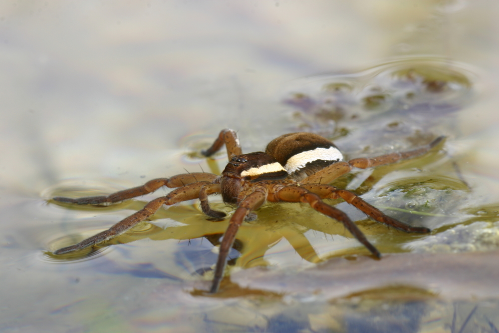 Dolomède qui se mire dans l’eau - Photo Emmanuel Holder