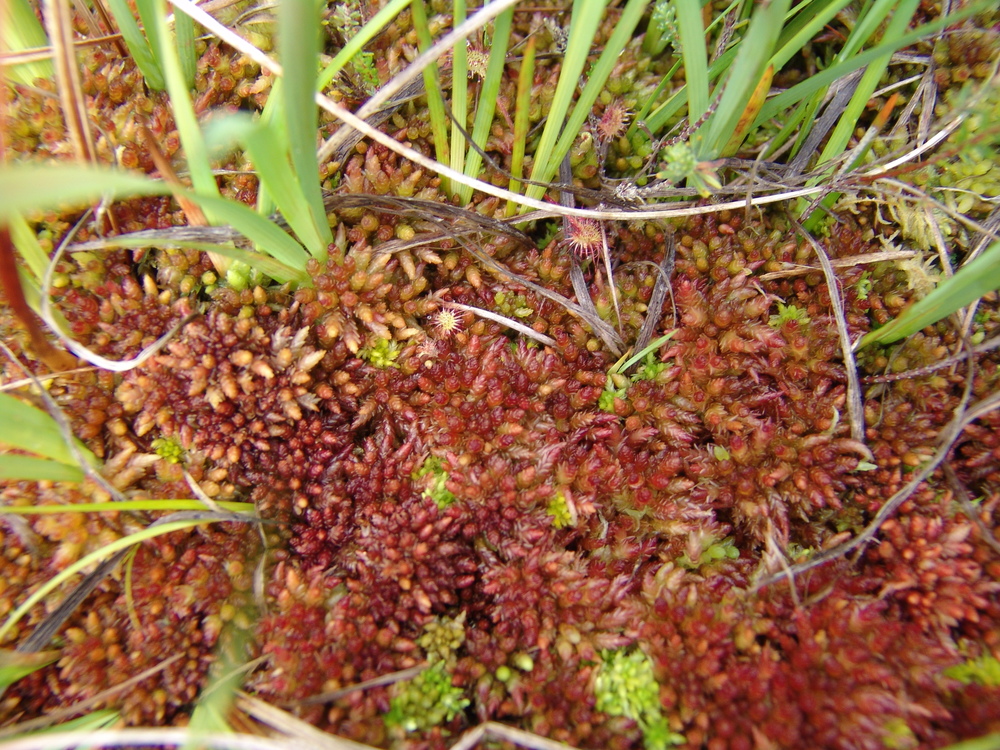 Touffe de Sphaigne de Magellan (rouge en été) - Photo Bernard Clément