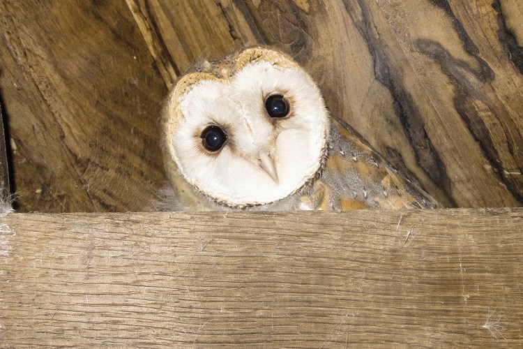 Chouette dans un arbre
