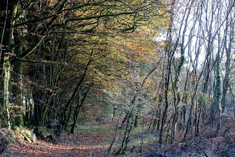 Forêt