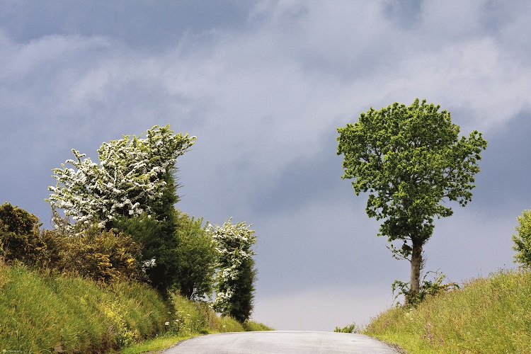 arbres